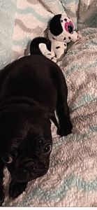 1 Male Pug