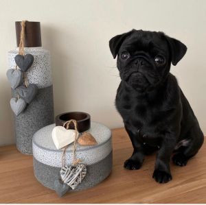 Male Pug Puppy For Sale