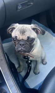 Female Pug 8 mos old