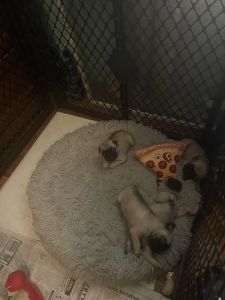 Pug puppies