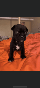 Boston terrier pug