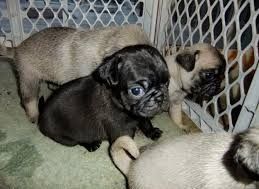 charming black and fawn Pug puppies