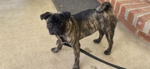 Pug puppy 8 months old female