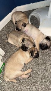 Pug babies