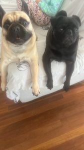 Pug and pug x Frenchy