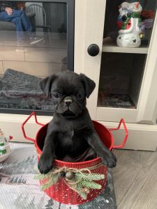 Black Beautiful Pugs for sale.