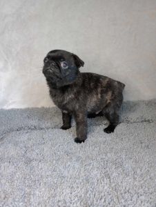 Pug puppy female Brindle $700obo