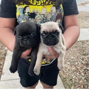 Pug puppies