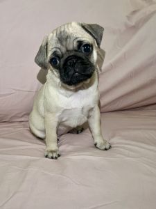 Pug - Fawn Female