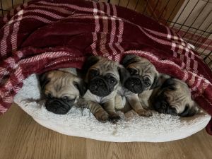 Pug puppies