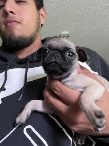 Pug puppies need a loving home!