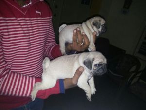 Kennels – Pugs puppies available for Sale