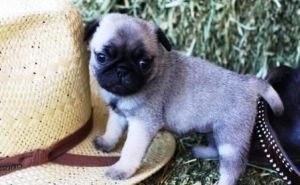 Unassuming Pug for re-homing