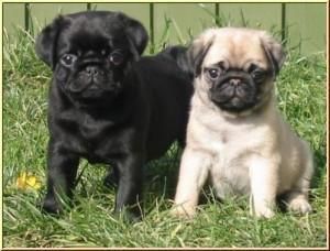 Male and female Pug Puppies (***) ***-***8