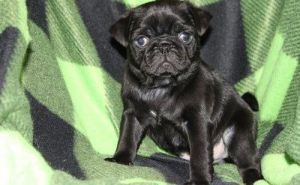 Adorable Pug Puppies texts via (***) ***-***6