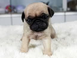 Cute and lovely pug puppies for adoption