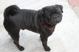 A new loving home for Pogo