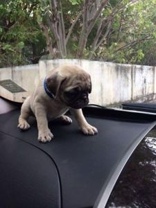 pug dog sales- female pug pupies
