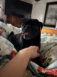 Adult Pug Girl