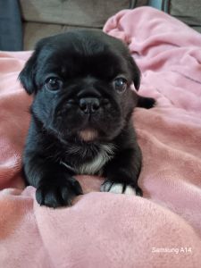 Pug puppies for adoption!