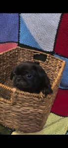 Pug puppies for sale. Going on 7 weeks old. Variety of colors.