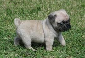 agreeable Pug puppies for sale