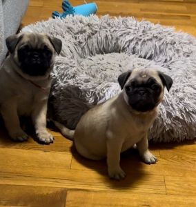 Pure Pug Pups for sale
