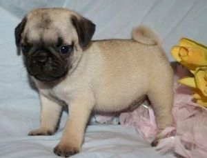 Cute lovely and adorable pug puppies