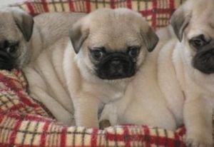Adorable pretty pug puppies text (***) ***-***8