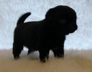 Charming AKC Reg Pug Puppies