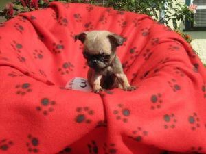 Mini Pug Puppies