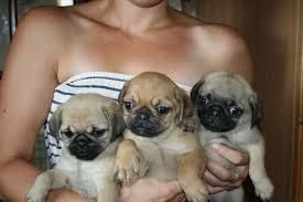 Pug puppies for adoption
