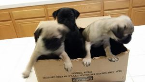 4 adorable PUG puppies, 8 weeks old
