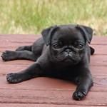 wonderful male and female pug availble