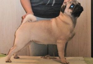 Adorable Pug puppies for sale.