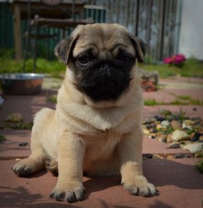 Beautiful Pug pups