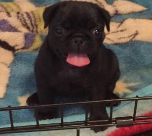 Home Trained Fawn/black Pug Puppies Available