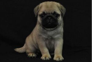 Socialized Fawn/Black Pug Puppies
