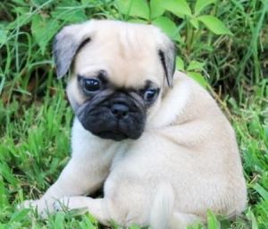 apricot fawn Pug puppy