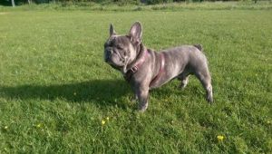 Outstandind pug puppies in Texas