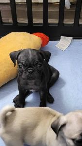 Pug male puppy