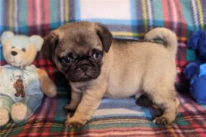 Lovely Pug Puppies