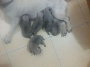 Pug puppies