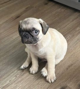 Pug for sale