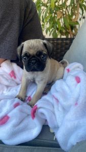 Gentle, Loving Puppy Seeking a Caring Family”