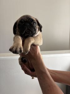 Fawn Pugs For Sale