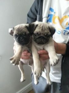 Beautiful Litter Of Pug Puppies