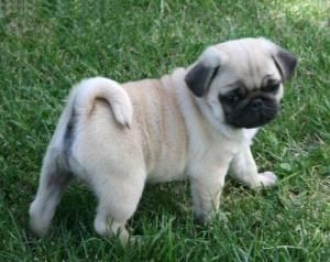 Purebred Tiny pug carlino foradoption