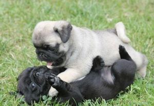 Well trained male and female pug puppies