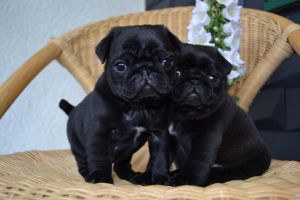 AKC M&F Pug puppy